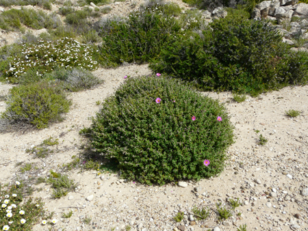 Cistaceae della Riserva Naturale Orientata Torre Salsa